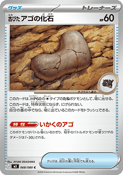 Antique Jaw Fossil (m3 068)